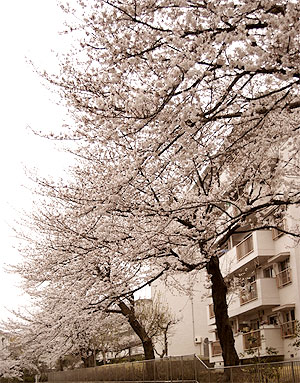 小金原団地の桜