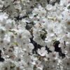 小金原団地のお花たち4