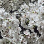 小金原団地のお花たち4