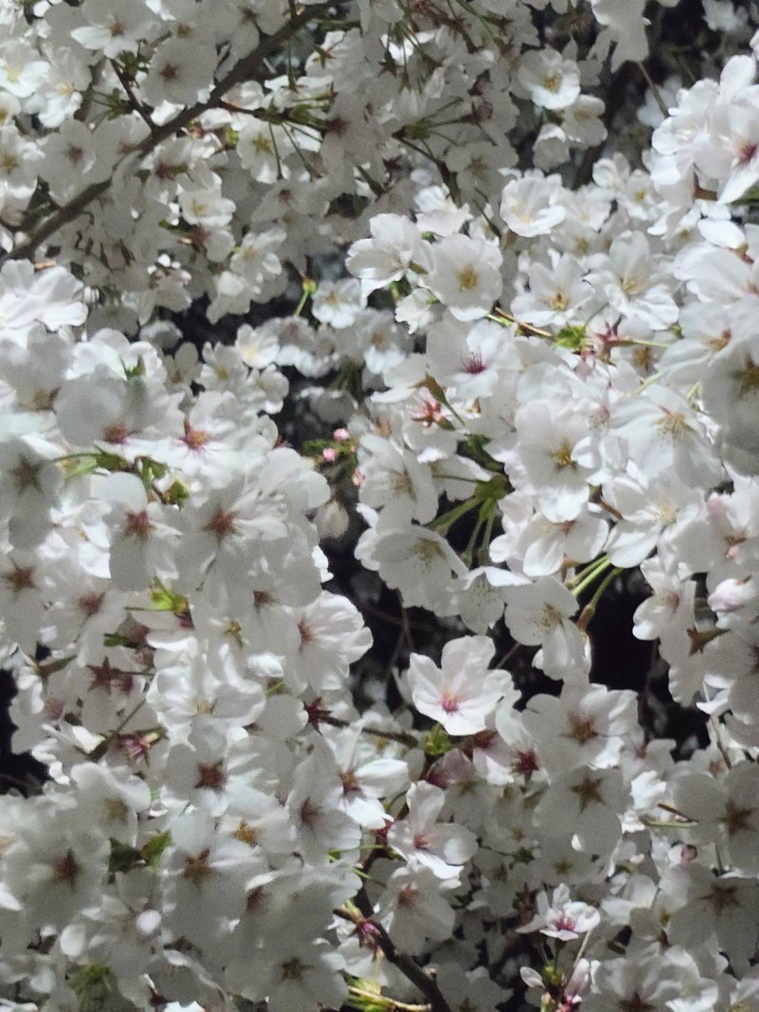 小金原団地のお花たち4