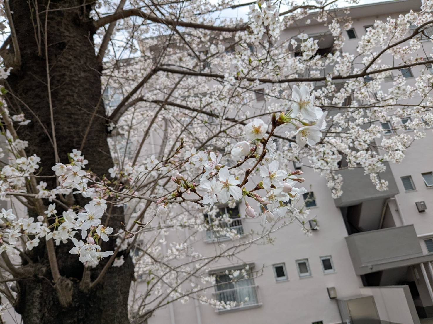 小金原団地のお花たち3